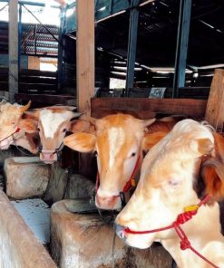 [Contoh Produk] Sapi Limosin Kategori Besar No.033