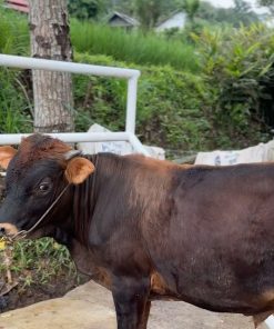 [Contoh Produk] Sapi Hitam Kategori Menengah No.025