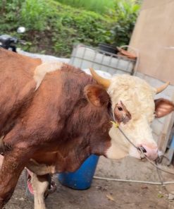 [Contoh Produk] Sapi Bali Kategori Menengah No.032