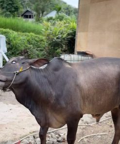 Sapi Brahman