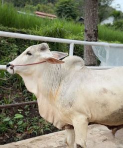 [Contoh Produk] Sapi PO Kategori Besar No.034