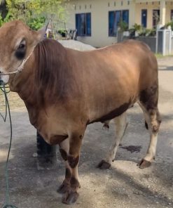 [Contoh Produk] Sapi Brahman Kategori Menengah No.017
